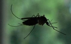 Испанские муниципалитеты борются с нашествием комаров 