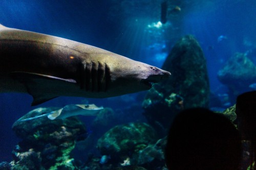 Нападение акул на севере Испании